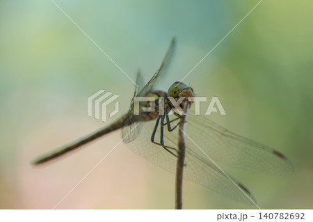 Close-up view of a dragonfly resting on a slender twig with translucent wings spread wide, set against a smooth out-of-focus green and beige background Close-up view of a dragonfly resting on a slender twig with translucent wings spread wide, set against a smooth out-of-focus green and beige background 140782692