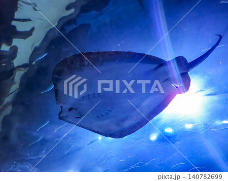 Silhouette of a Stingray Swimming in Blue Water 140782699