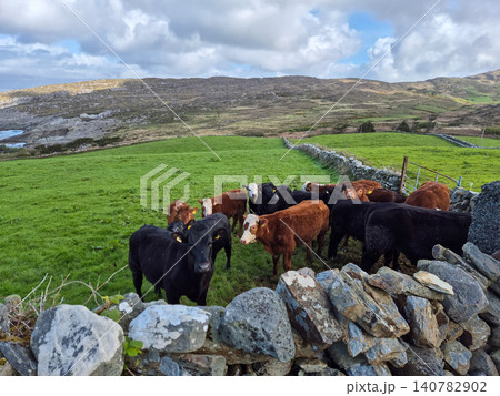 Herd of cattle in a green coastal pasture Herd of cattle in a green coastal pasture 140782902