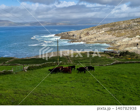 Cattle Grazing on Coastal Pasture by the Sea Cattle Grazing on Coastal Pasture by the Sea 140782938
