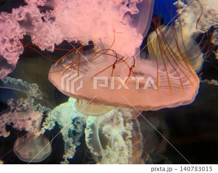 Colorful jellyfish swimming in dark aquarium water Colorful jellyfish swimming in dark aquarium water 140783015