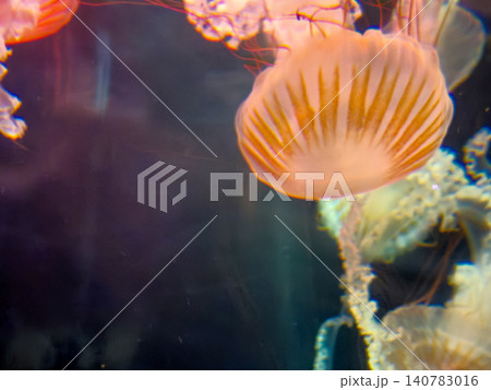 Colorful jellyfish floating in dark aquarium water Colorful jellyfish floating in dark aquarium water 140783016