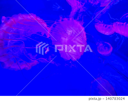 Glowing jellyfish swimming in blue aquarium water Glowing jellyfish swimming in blue aquarium water 140783024