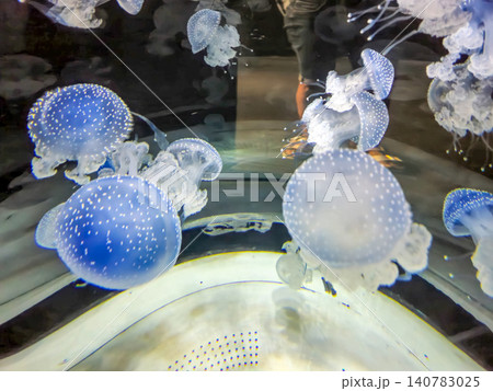 Blue spotted jellyfish floating in aquarium tank Blue spotted jellyfish floating in aquarium tank 140783025