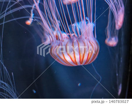 Jellyfish drifting in dark underwater blue Jellyfish drifting in dark underwater blue 140783027