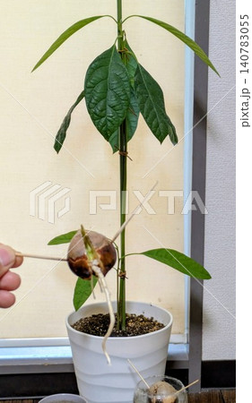 水耕栽培で発芽したアボガドと水耕栽培から鉢植えにしたアボガド 水耕栽培で発芽したアボガドと水耕栽培から鉢植えにしたアボガド 140783055