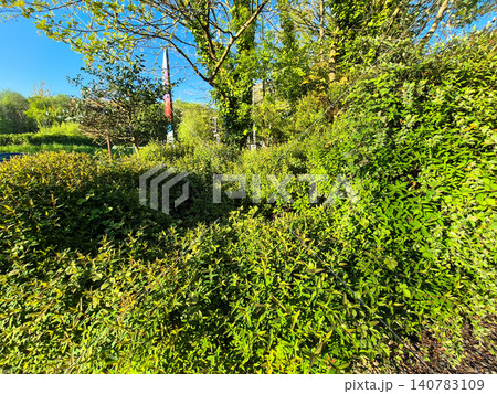 Lush green shrubs and trees in sunny park 140783109