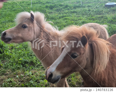 Two miniature horses standing in a grassy pasture Two miniature horses standing in a grassy pasture 140783116