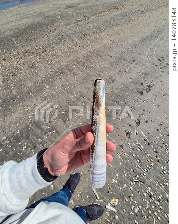 Hand Holding Razor Clam Shell on Sandy Beach Hand Holding Razor Clam Shell on Sandy Beach 140783148