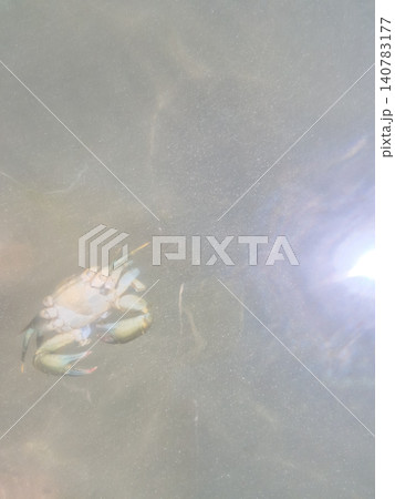 Small Crab Under Water Surface with Sunlight Small Crab Under Water Surface with Sunlight 140783177
