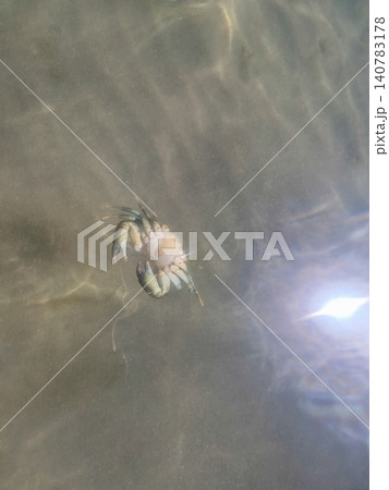 Small crab underwater in sunlit water Small crab underwater in sunlit water 140783178
