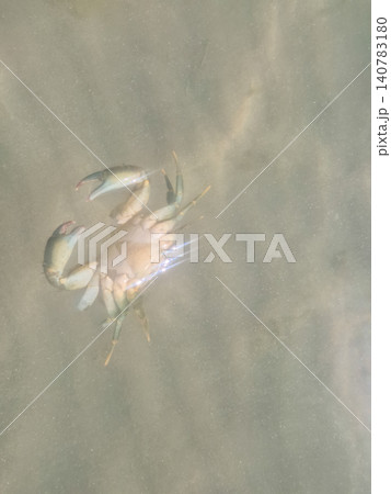 Crab floating in shallow murky water 140783180