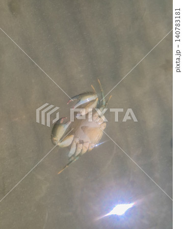 Crab floating in shallow water 140783181