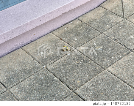 Small bird standing on paved sidewalk 140783183