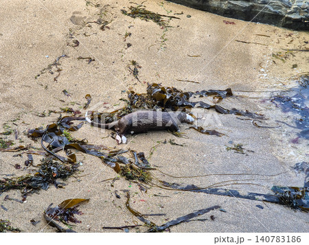 Dead otter on sandy beach with seaweed Dead otter on sandy beach with seaweed 140783186