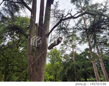 Tree climbing ropes and log in woodland park 140783196