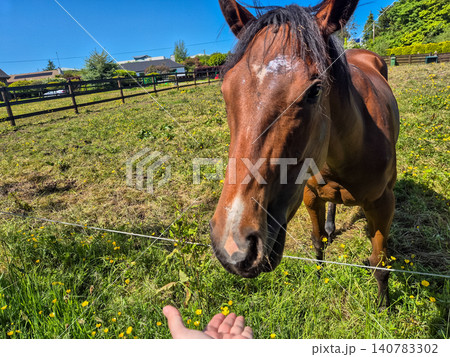 Horse Approaching Hand in Sunny Pasture Horse Approaching Hand in Sunny Pasture 140783302