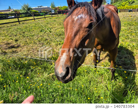 Curious horse grazing in sunny pasture Curious horse grazing in sunny pasture 140783304