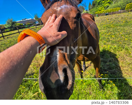Hand Petting Horse in Sunny Field Hand Petting Horse in Sunny Field 140783306