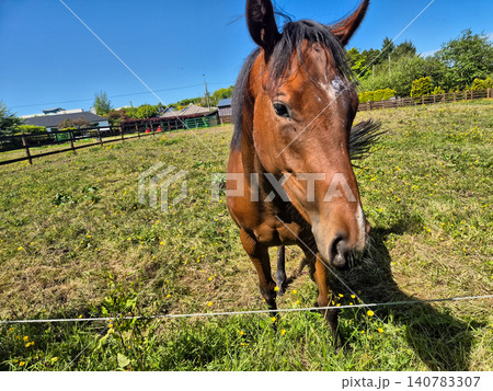 Brown horse standing in sunny rural pasture Brown horse standing in sunny rural pasture 140783307