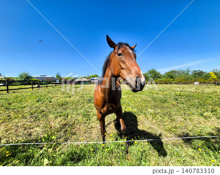 Brown horse standing in a sunny pasture 140783310