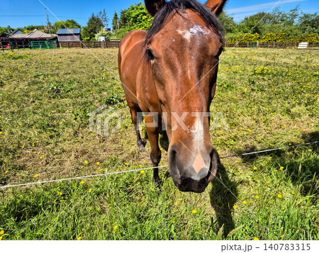 Curious brown horse in sunny pasture close up 140783315