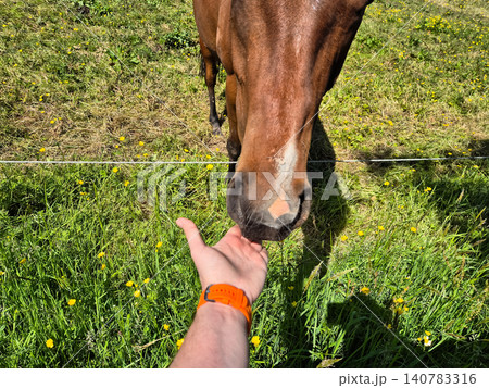 Hand Feeding Horse in Sunny Pasture Hand Feeding Horse in Sunny Pasture 140783316