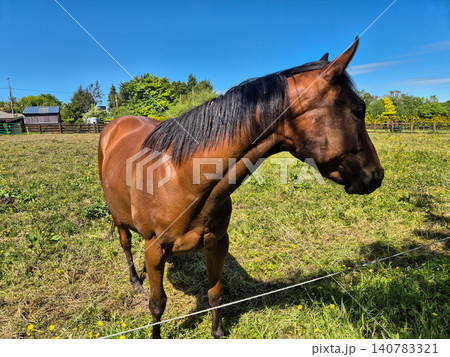 Brown horse standing in sunny pasture 140783321