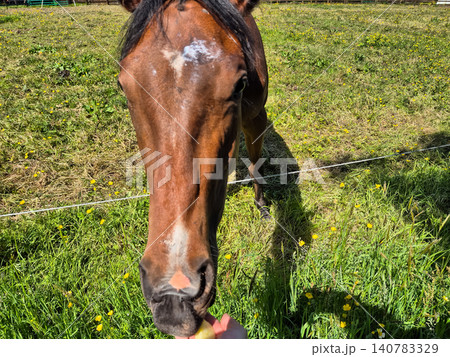 Close up brown horse grazing in sunny meadow Close up brown horse grazing in sunny meadow 140783329