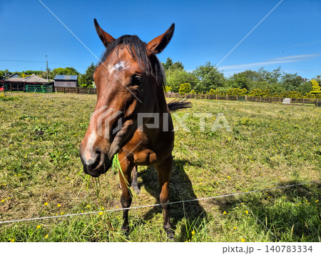 Brown horse standing in sunny pasture Brown horse standing in sunny pasture 140783334