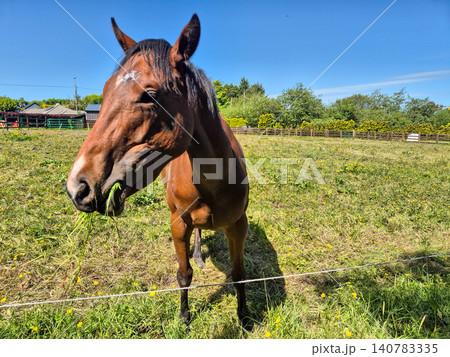 Brown horse grazing in sunny pasture Brown horse grazing in sunny pasture 140783335