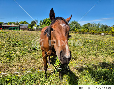 Curious brown horse grazing in sunny pasture Curious brown horse grazing in sunny pasture 140783336