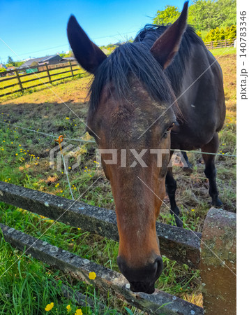 Curious horse standing by a pasture fence Curious horse standing by a pasture fence 140783346