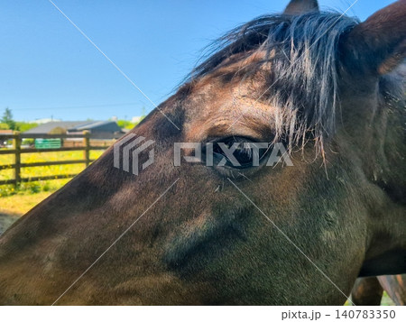 Close Up Portrait of a Horse in a Paddock Close Up Portrait of a Horse in a Paddock 140783350