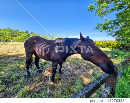 Dark Horse Grazing in Sunny Pasture Dark Horse Grazing in Sunny Pasture 140783354
