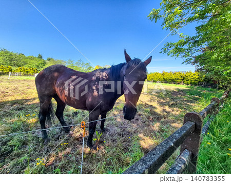 Horse standing in a sunny green pasture 140783355