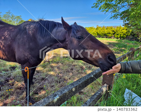 Dark horse nuzzling hand in sunny pasture 140783362