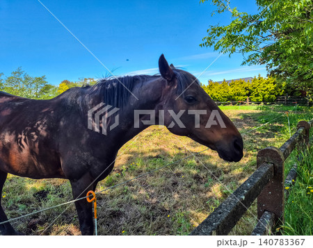 Dark horse standing in sunny pasture Dark horse standing in sunny pasture 140783367
