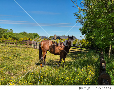 Brown horse standing in sunny rural pasture 140783373