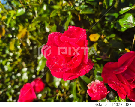 Red rose blossoms with water droplets in garden Red rose blossoms with water droplets in garden 140783387
