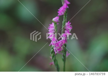 春の野に咲く、ネジバナの花 6月稲城790ネジバナ・ラン科・平尾 春の野に咲く、ネジバナの花 6月稲城790ネジバナ・ラン科・平尾 140783739