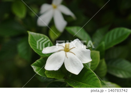 白いクチナシの花 6月稲城793クチナシ・アカネ科・平尾 白いクチナシの花 6月稲城793クチナシ・アカネ科・平尾 140783742