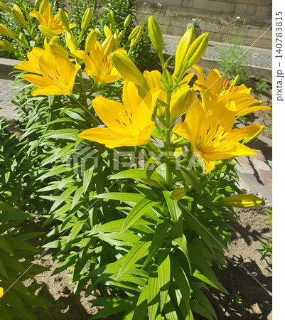 Bright yellow lilies with green buds bloom in a summer garden under sunlight. Beautiful flowering plant, daylily, floristry Bright yellow lilies with green buds bloom in a summer garden under sunlight. Beautiful flowering plant, daylily, floristry 140783815