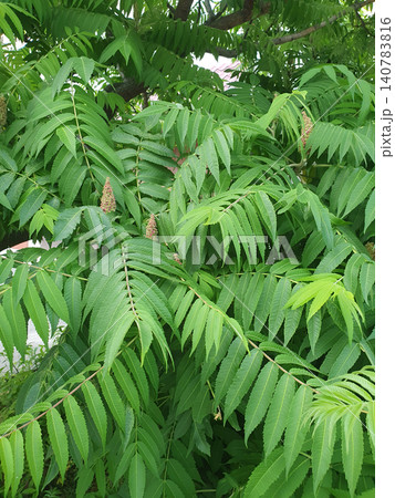 Bright green leaves of deer antler with young inflorescences close-up. Texture of the vinegar tree, natural plant background 140783816