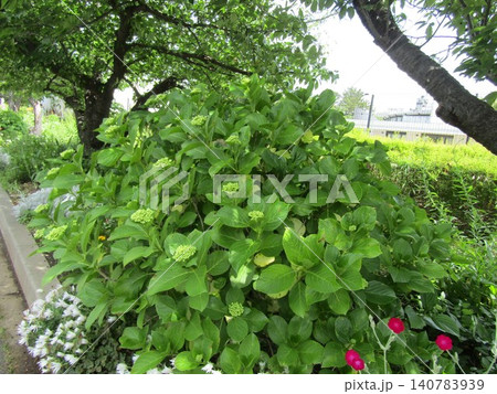 黄緑色の蕾が大きくなった紫陽花 黄緑色の蕾が大きくなった紫陽花 140783939