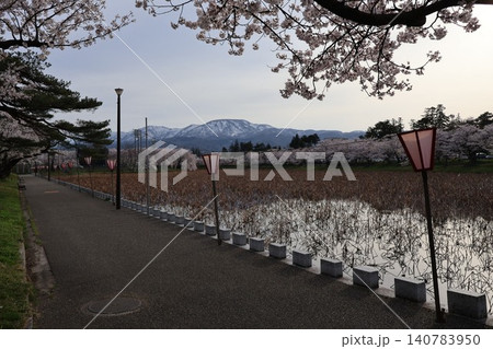 雄大な残雪の山並みを背景にぼんぼりが並ぶお堀沿いの満開の桜並木 140783950