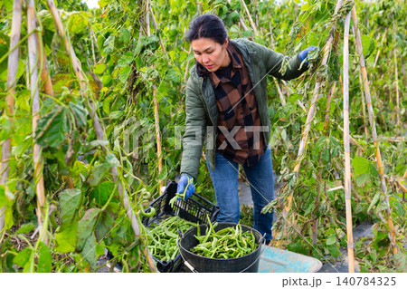 Woman farmer harvesting peas or beans in farm field 140784325