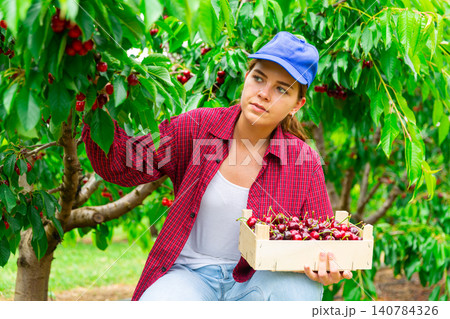 Focused girl farmer plucks cherries, putting fruit in a crate Focused girl farmer plucks cherries, putting fruit in a crate 140784326