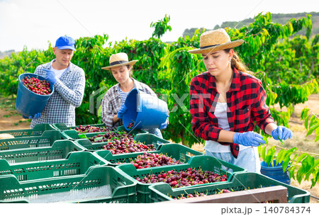 Gardeners sorting freshly harvested cherry at orchard Gardeners sorting freshly harvested cherry at orchard 140784374