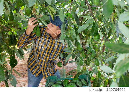 Confident man harvesting ripe green avocado at fruit farm 140784463